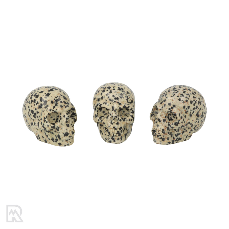 Dalmatier jaspis schedel