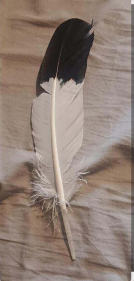 Grote Smudge Veer Zwart-Wit – Natuurlijke Reinigingspluim (25-30 cm)